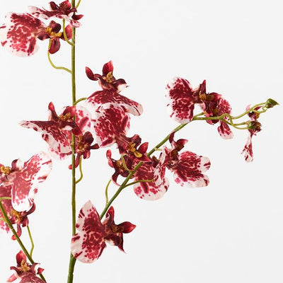 Orchid Dancing Pack of 12