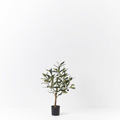 2 x Olive Tree