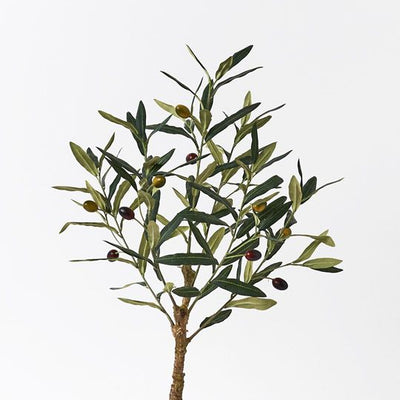 2 x Olive Tree