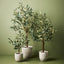 2 x Olive Tree