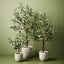 2 x Olive Tree