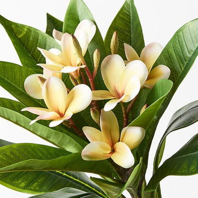 12 x Frangipani Spray