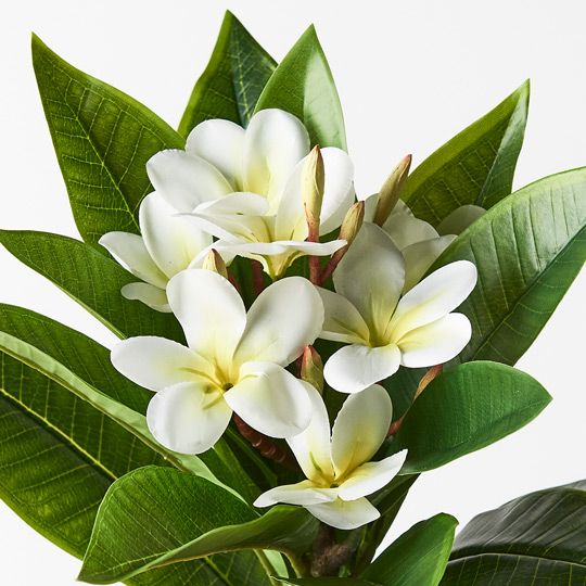 12 x Frangipani Spray