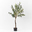 2 x Olive Tree