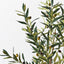 2 x Olive Tree