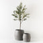 2 x Olive Tree