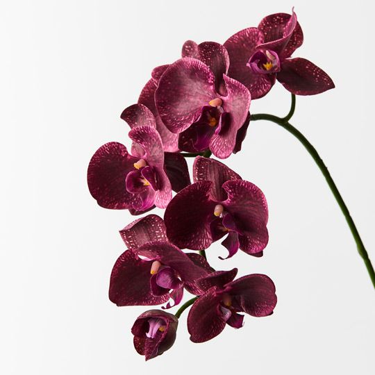 12 x Orchid Phalaenopsis Spray