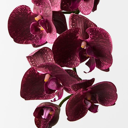 12 x Orchid Phalaenopsis Spray