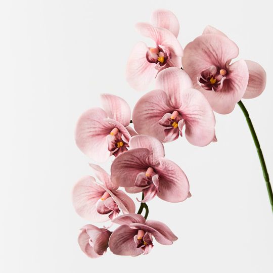 12 x Orchid Phalaenopsis Spray