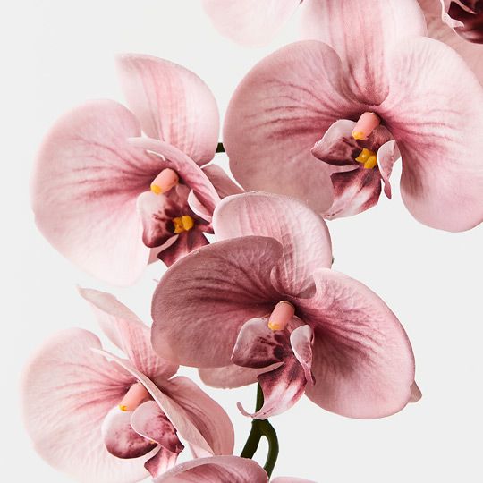 12 x Orchid Phalaenopsis Spray