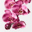 12 x Orchid Phalaenopsis Spray