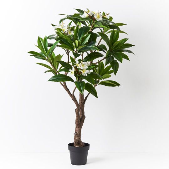 Frangipani Plant Pack of 1