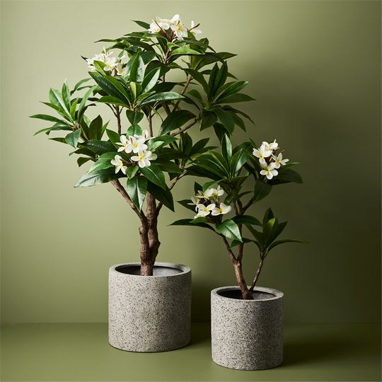 Frangipani Plant Pack of 1