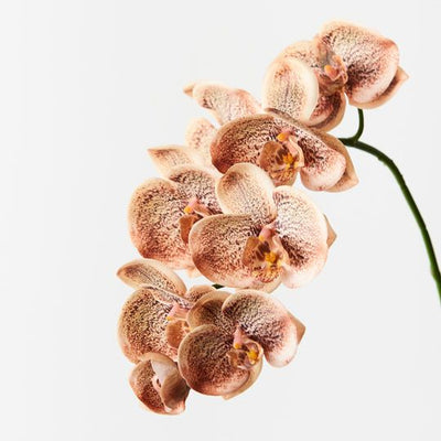 12 x Orchid Phalaenopsis Spray