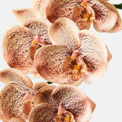 12 x Orchid Phalaenopsis Spray