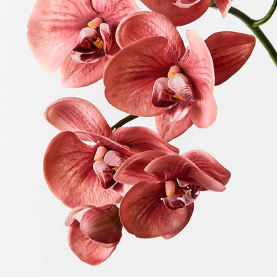 12 x Orchid Phalaenopsis Spray