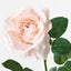 12 x Rose Astrid