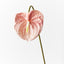 12 x Anthurium
