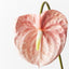 12 x Anthurium