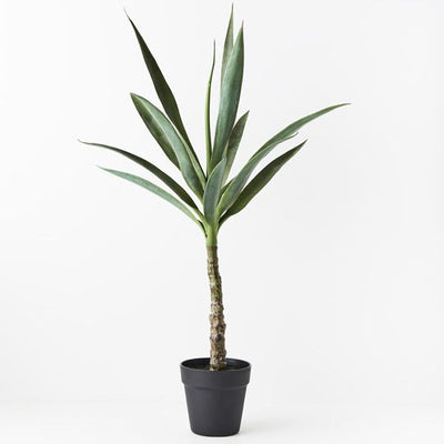 2 x Yucca Plant