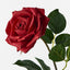 Clara Rose (Set of 12)