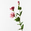 12 x Lisianthus