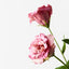 12 x Lisianthus