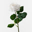 Clara Rose (Set of 12)