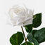 Clara Rose (Set of 12)