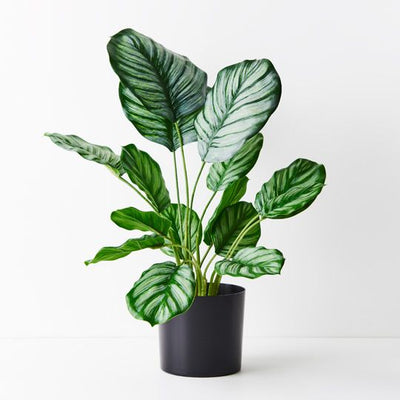 4 x Calathea Plant