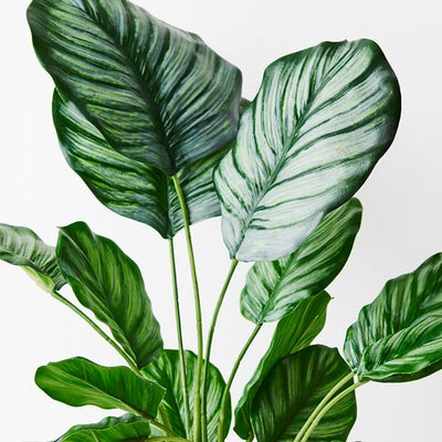 4 x Calathea Plant