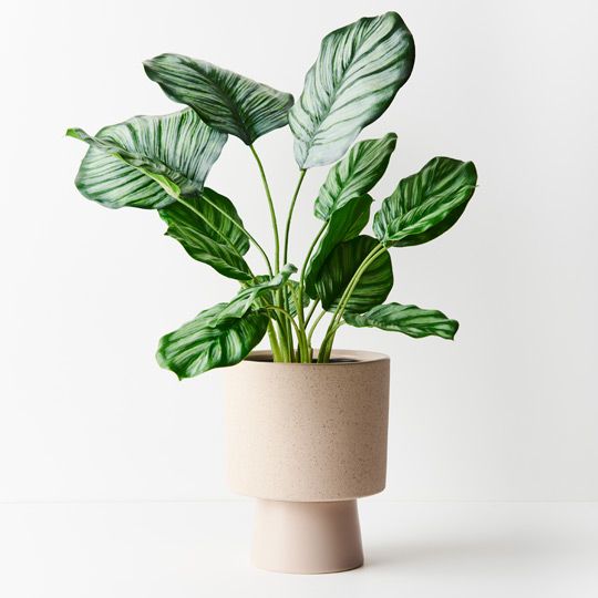 4 x Calathea Plant