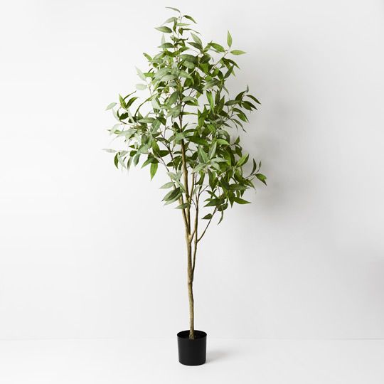 Eucalyptus Tree Pack of 1