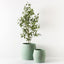 Eucalyptus Tree