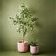 Eucalyptus Tree Pack of 1