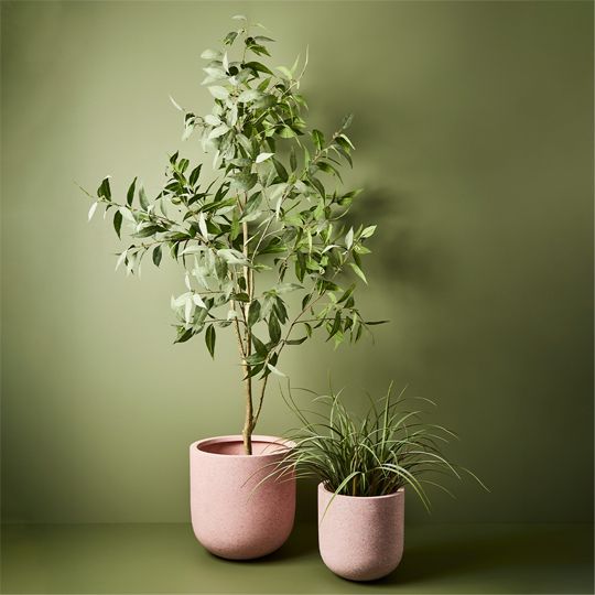 Eucalyptus Tree Pack of 1