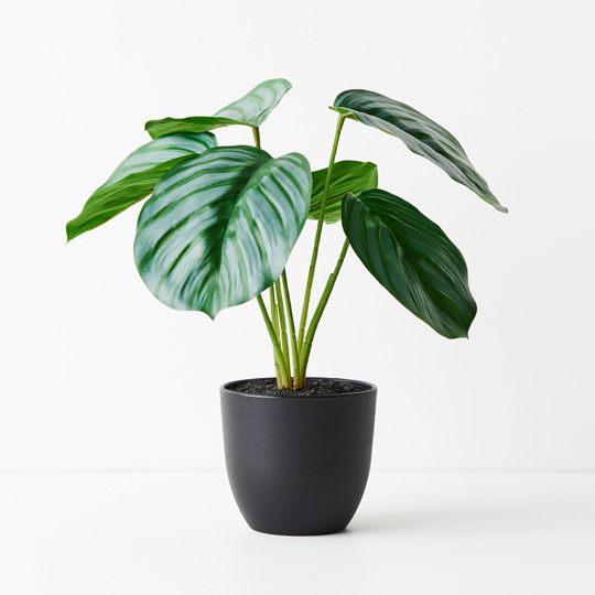 6 x Calathea Plant