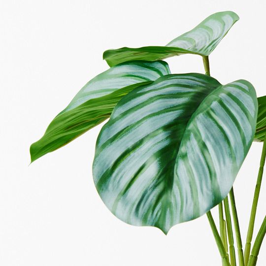 6 x Calathea Plant