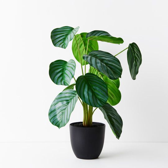 2 x Calathea Plant