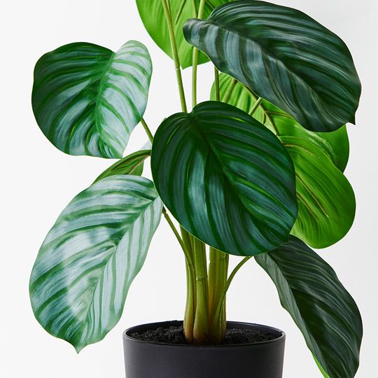 2 x Calathea Plant