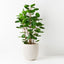 1 x Peperomoides Plant