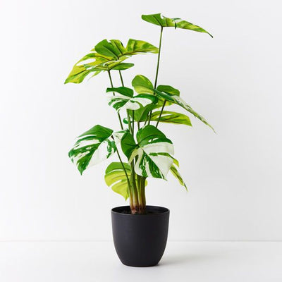 2 x Monstera Plant