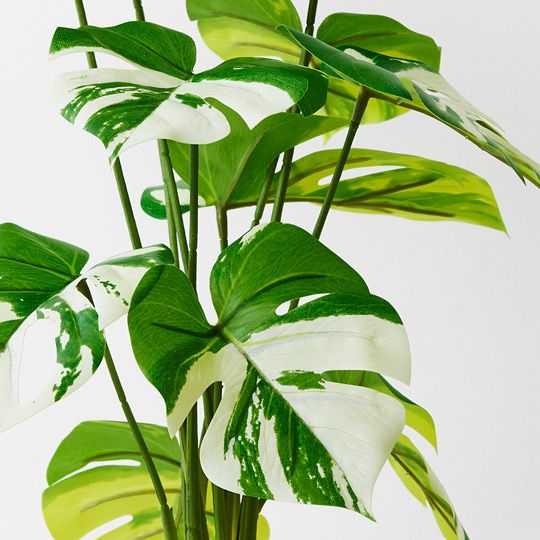 2 x Monstera Plant