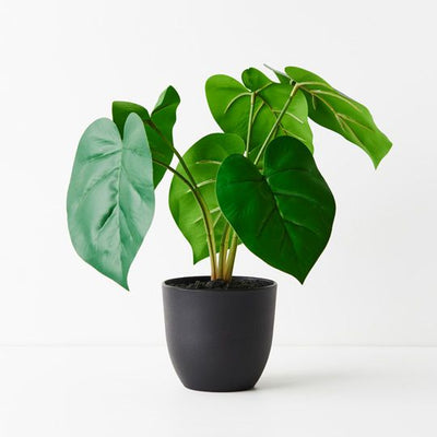 6 x Philodendron Plant