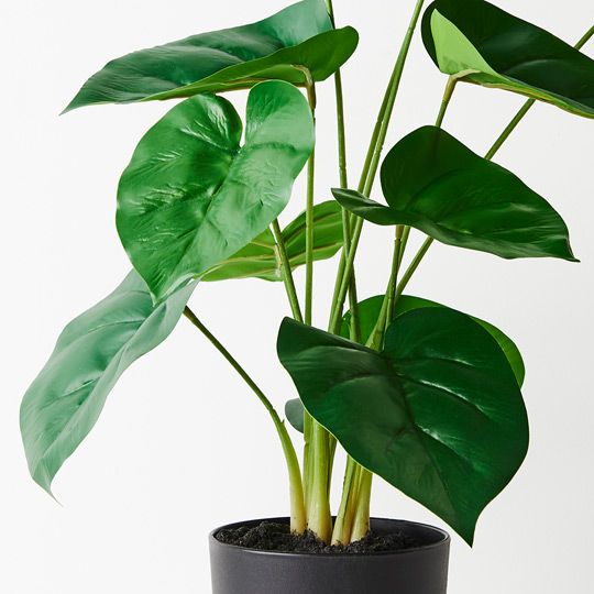 2 x Philodendron Plant