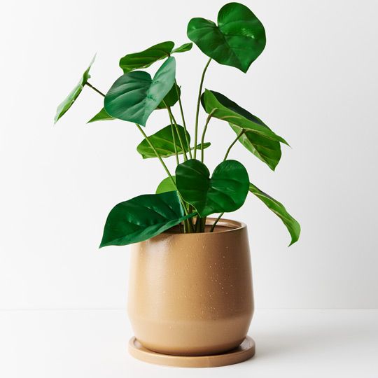 2 x Philodendron Plant