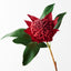 12 x Waratah