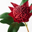 12 x Waratah