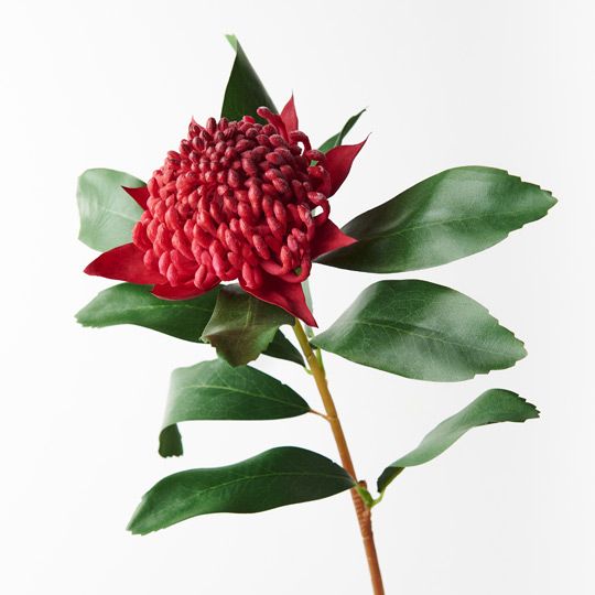 12 x Waratah