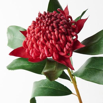 12 x Waratah